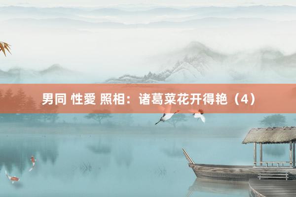 男同 性愛 照相：诸葛菜花开得艳（4）